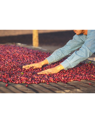 GourmetCoffee Specialty Brazília Freitas ESP 250g