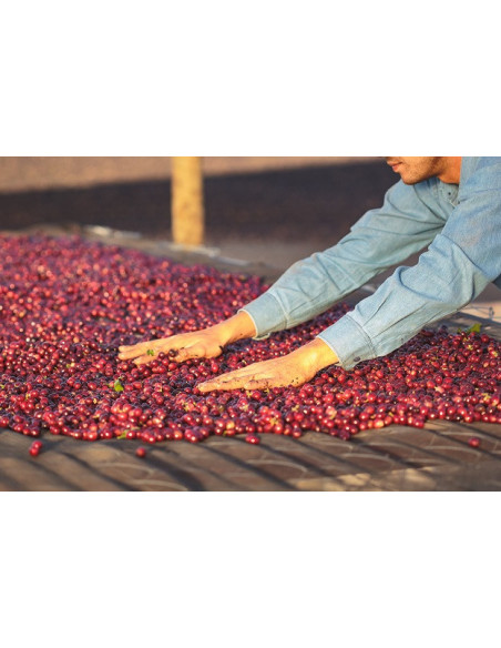 GourmetCoffee Specialty Brazilija Freitas ESP 250g