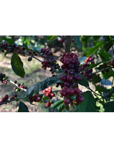 GourmetCoffee Specialitate Brazilia Freitas ESP 250g