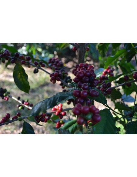 GourmetCoffee Specialitate Brazilia Freitas ESP 250g