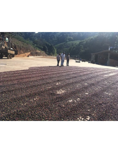 Gurmanska kava Specialty Brazil Freitas ESP 250g