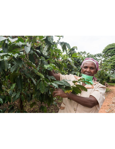Gurmanska kava - Kenya Nyeri 250g