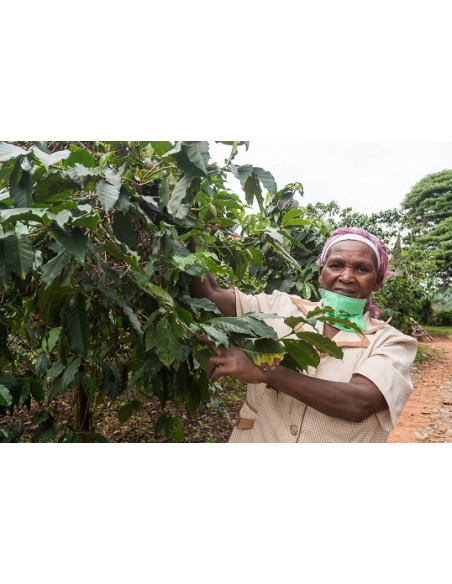 GourmetCoffee Specialty - Kenya Nyeri 250g