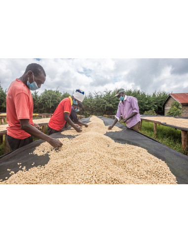 GourmetCoffee Specialty - Keňa Nyeri 250g