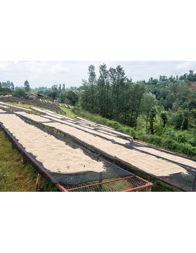 GourmetCoffee Specialty - Kenya Nyeri 250g