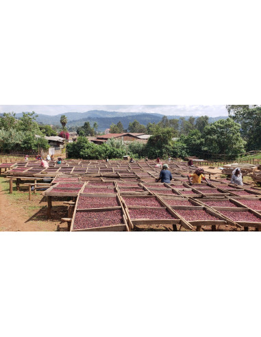 GourmetCoffee Specialitate Etiopia Dambi Natural 250g