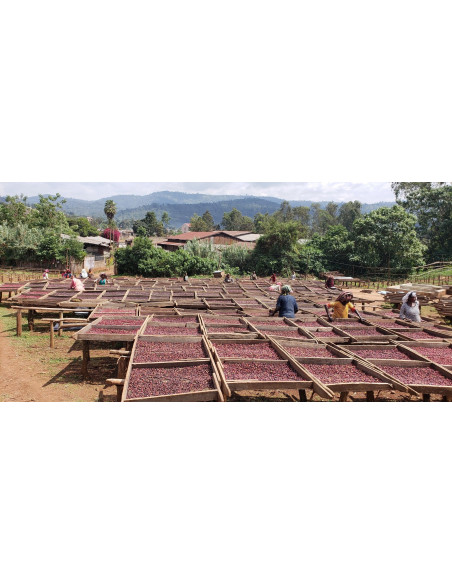 GourmetCoffee Specialty Etiópia Dambi Natural 250g