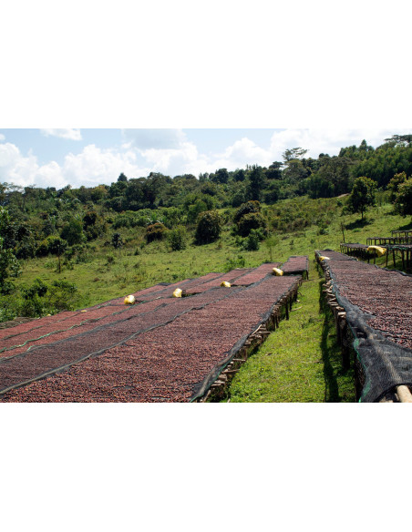 GourmetCoffee Specialty Etiópia Dambi Natural 250g