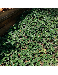 Nordbeans Rodolfina - Szűrő 250g 2