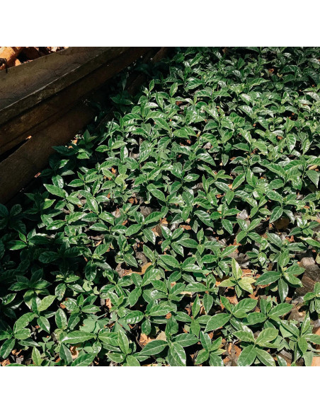 Nordbeans Rodolfina - Filter 250g