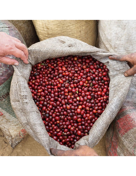 Nordbeans Rodolfo - ESP 250g