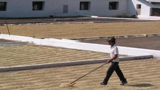 Metode obrade kave, priča o zrnu kave