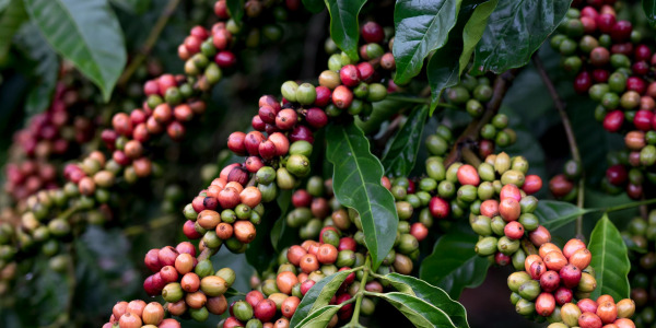 Kako i gdje se uzgaja kava?