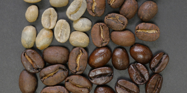 Usporedba kave Arabica vs. Robusta kava