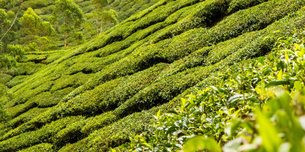 Kako odabrati zeleni čaj