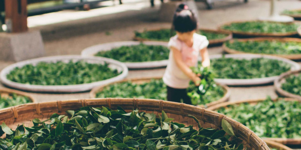 Zeleni čaj – znate li njegovo djelovanje?