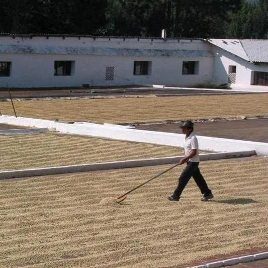 Metody zpracování kávy, příběh kávového zrna