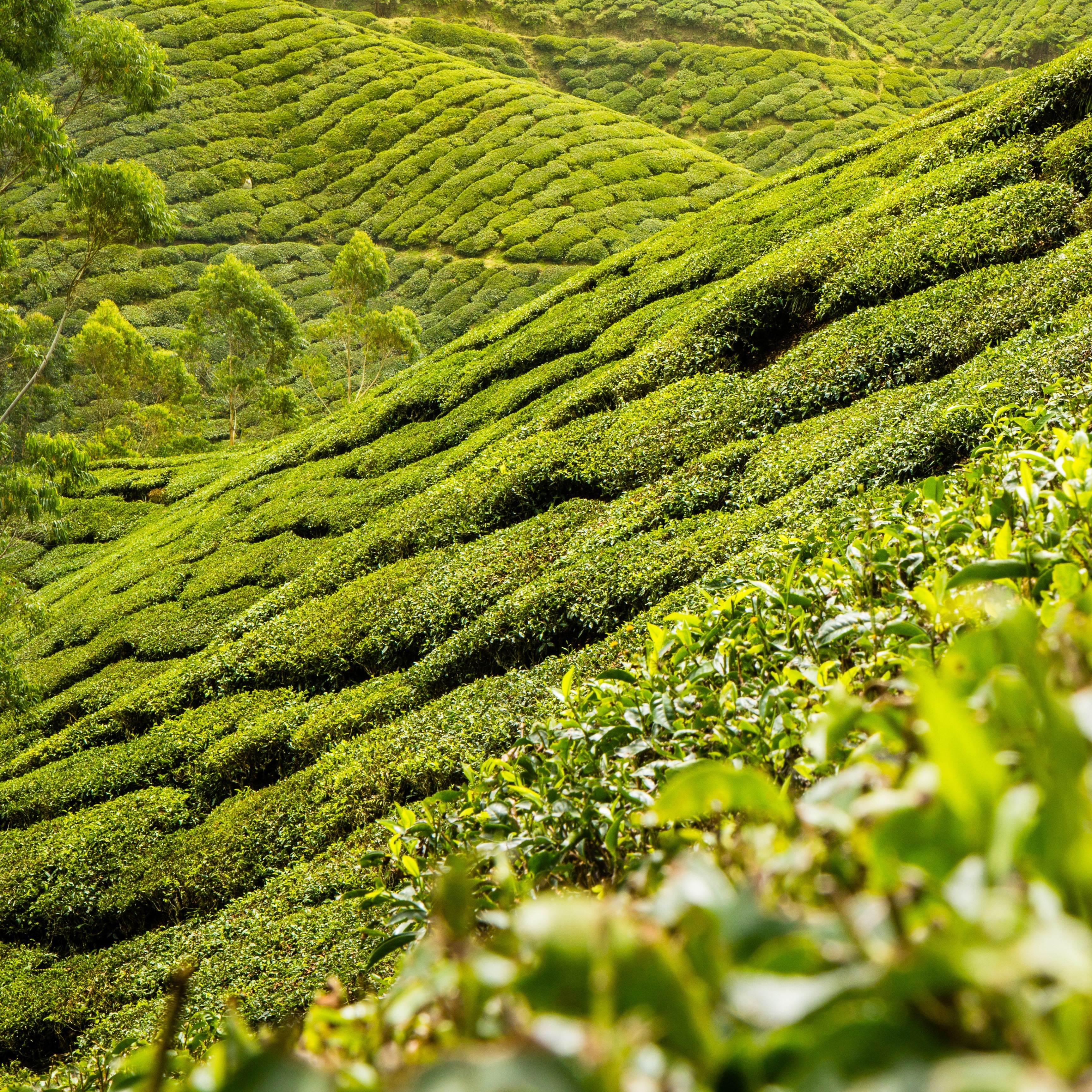 How to choose green tea